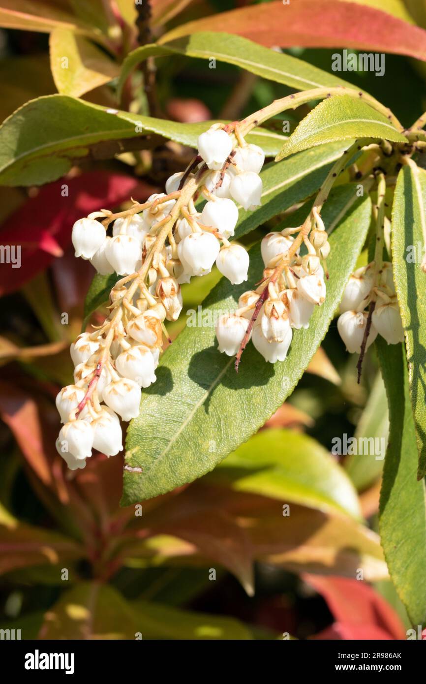 Close up macro image of Japanese pieris in spring. Pieris japonica ...