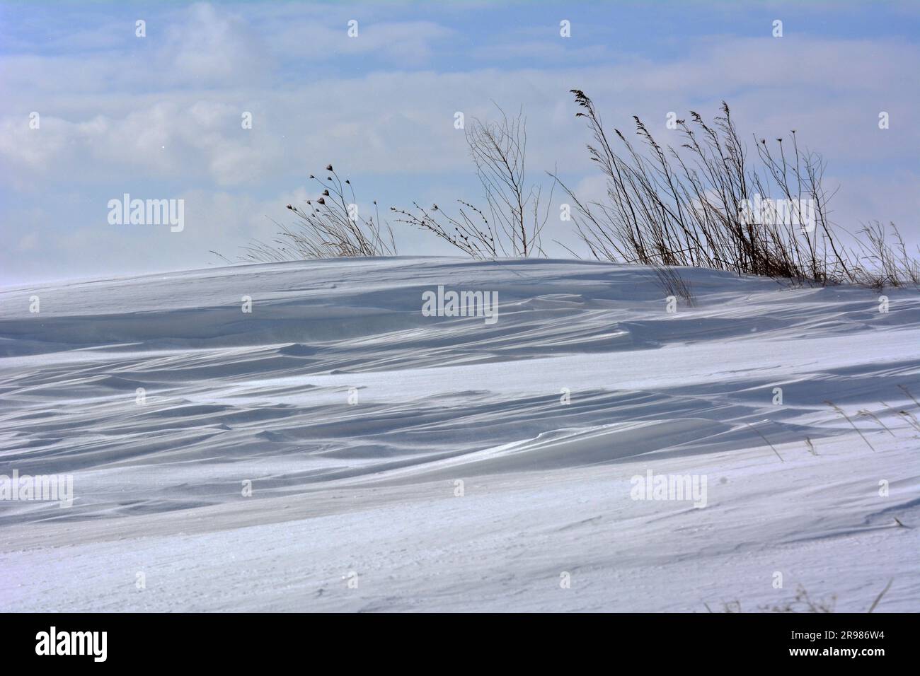 Winter blizzard with wind, snow and frost Stock Photo - Alamy