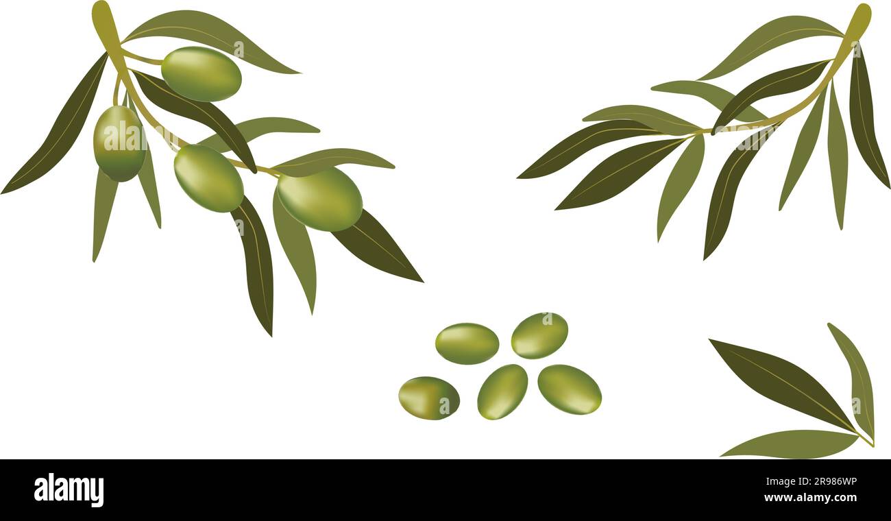 Background with olive branch and green olives. Vegetarian food and