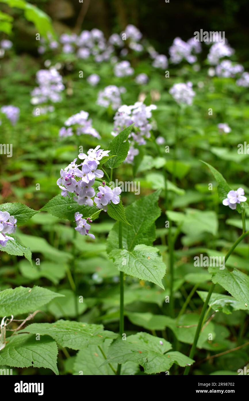 In spring, Lunaria rediviva blooms in the wild in the forest Stock Photo