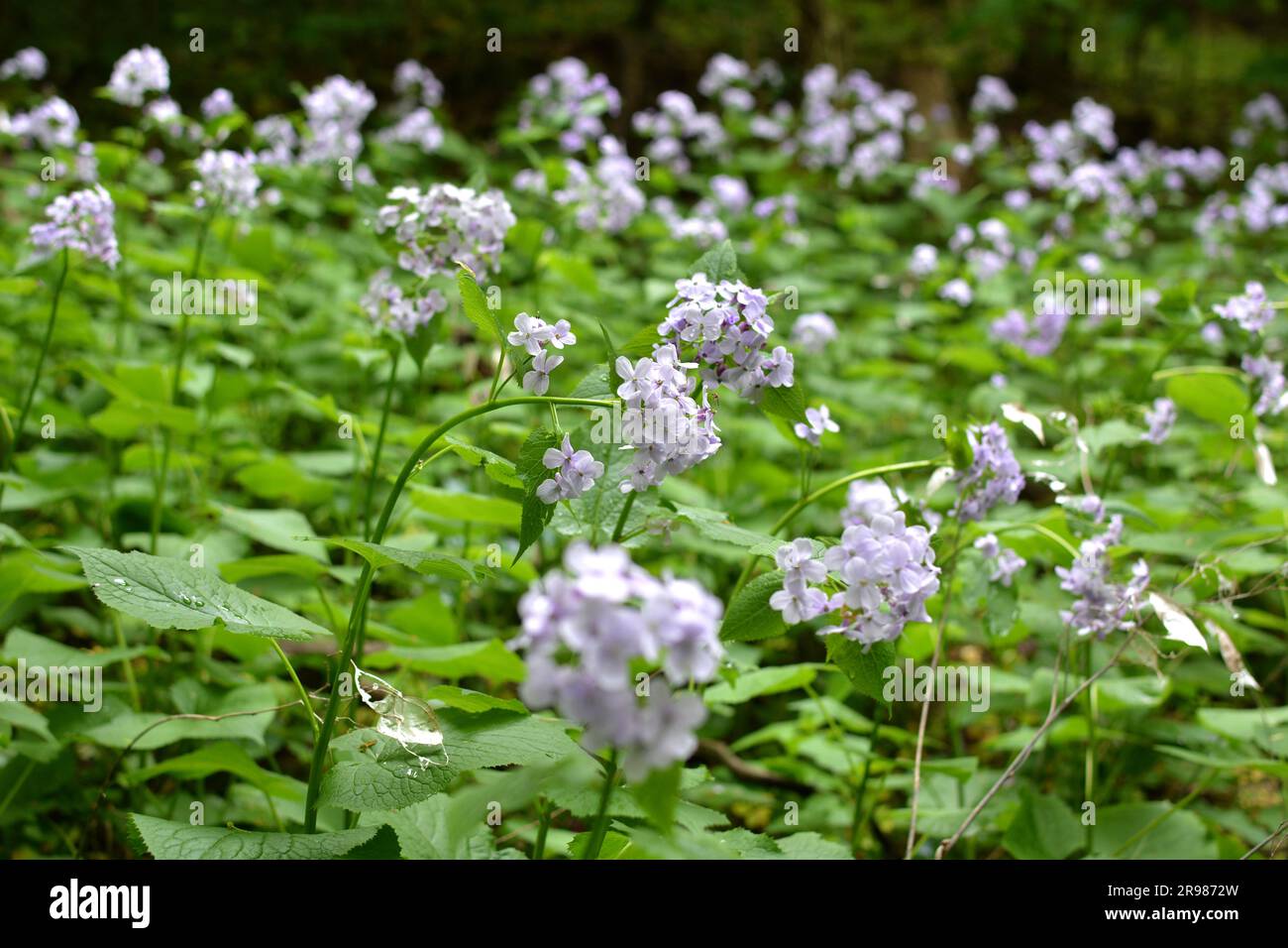 In spring, Lunaria rediviva blooms in the wild in the forest Stock Photo