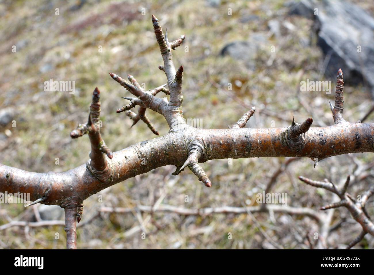 Sharp thorns on a branch of a bush and a tree close up Stock Photo