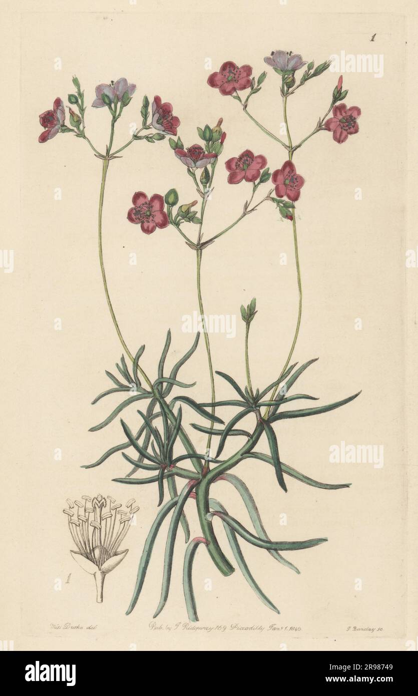 Quill fameflower, Phemeranthus teretifolius. Slender-leaved talinum, Talinum teretifolium. Handcoloured copperplate engraving by George Barclay after a botanical illustration by Sarah Drake from Edwards’ Botanical Register, continued by John Lindley, published by James Ridgway, London, 1843. Stock Photo