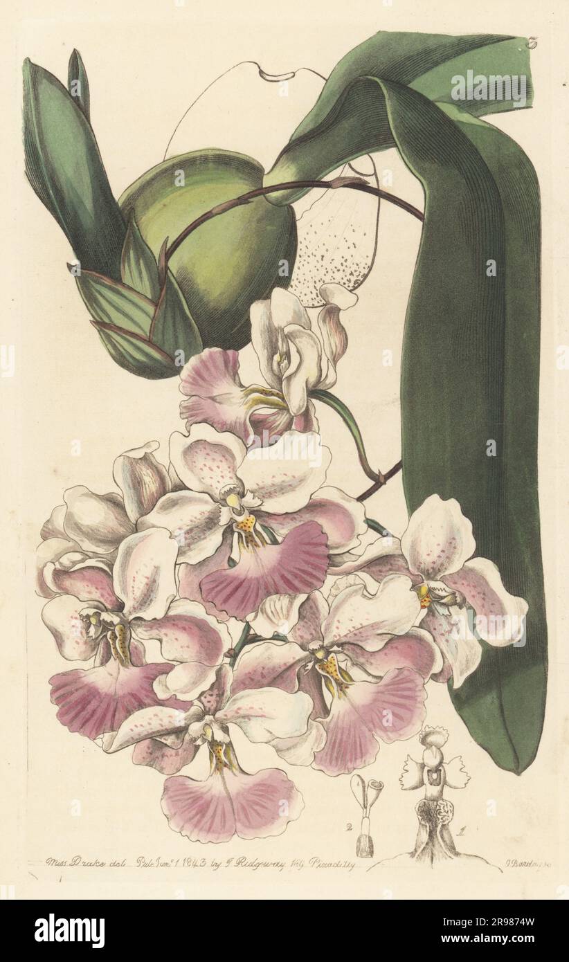 Cuitlauzina pendula orchid. Lemon-scented odontoglossum, Odontoglossum citrosmum. Native to Mexico. Handcoloured copperplate engraving by George Barclay after a botanical illustration by Sarah Drake from Edwards’ Botanical Register, continued by John Lindley, published by James Ridgway, London, 1843. Stock Photo