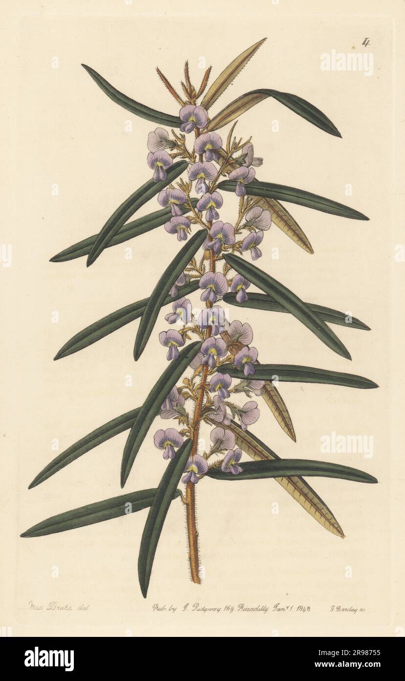 Rusty pods, Hovea longifolia. Spikeletted hovea, Hovea racemulosa. Native to the Swann River colony, western Australia. Handcoloured copperplate engraving by George Barclay after a botanical illustration by Sarah Drake from Edwards’ Botanical Register, continued by John Lindley, published by James Ridgway, London, 1843. Stock Photo