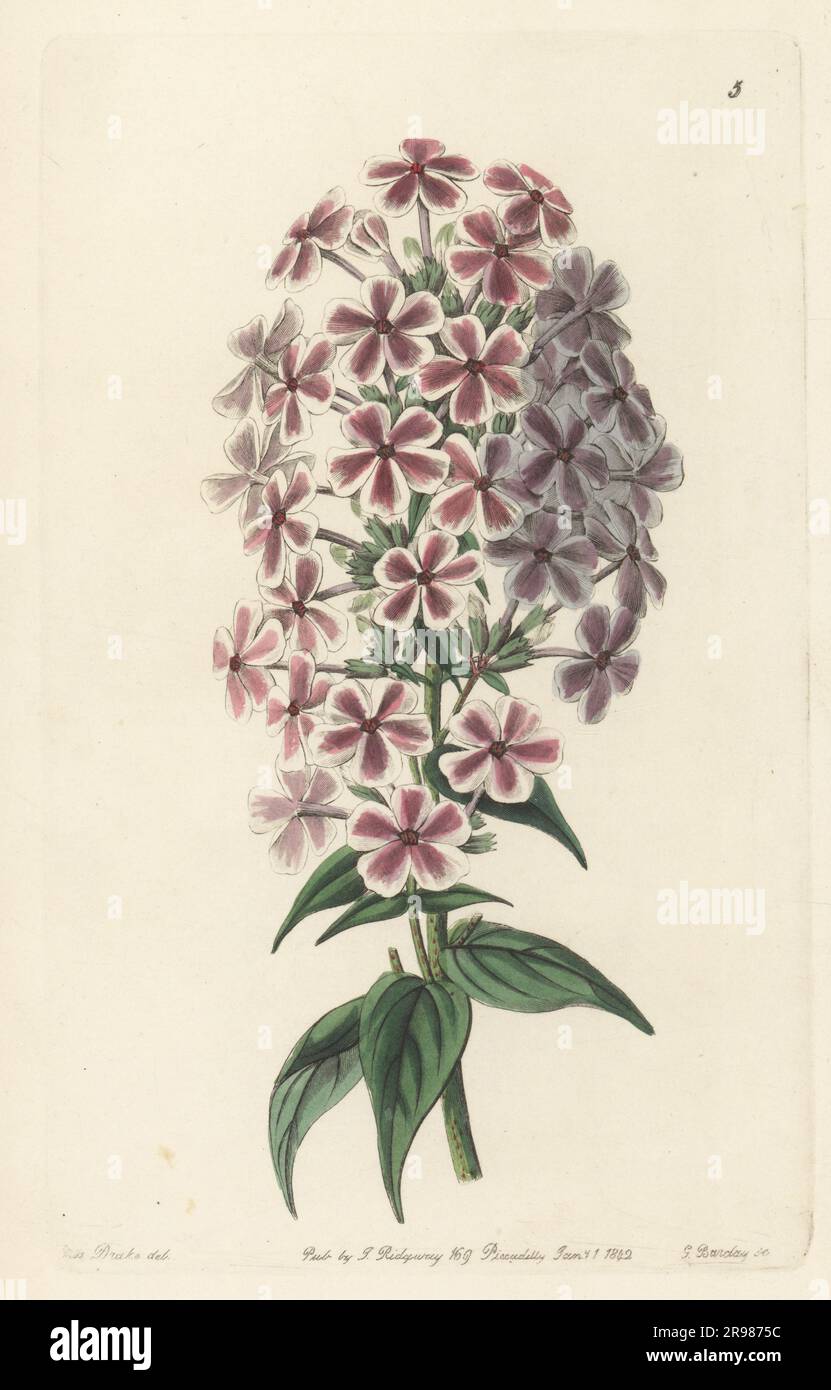 Van Houtte's phlox, garden variety. Hybrid of Phlox caroliniana (Phlox carolina) and Phlox suaveolens (Phlox maculata)? Handcoloured copperplate engraving by George Barclay after a botanical illustration by Sarah Drake from Edwards’ Botanical Register, continued by John Lindley, published by James Ridgway, London, 1843. Stock Photo