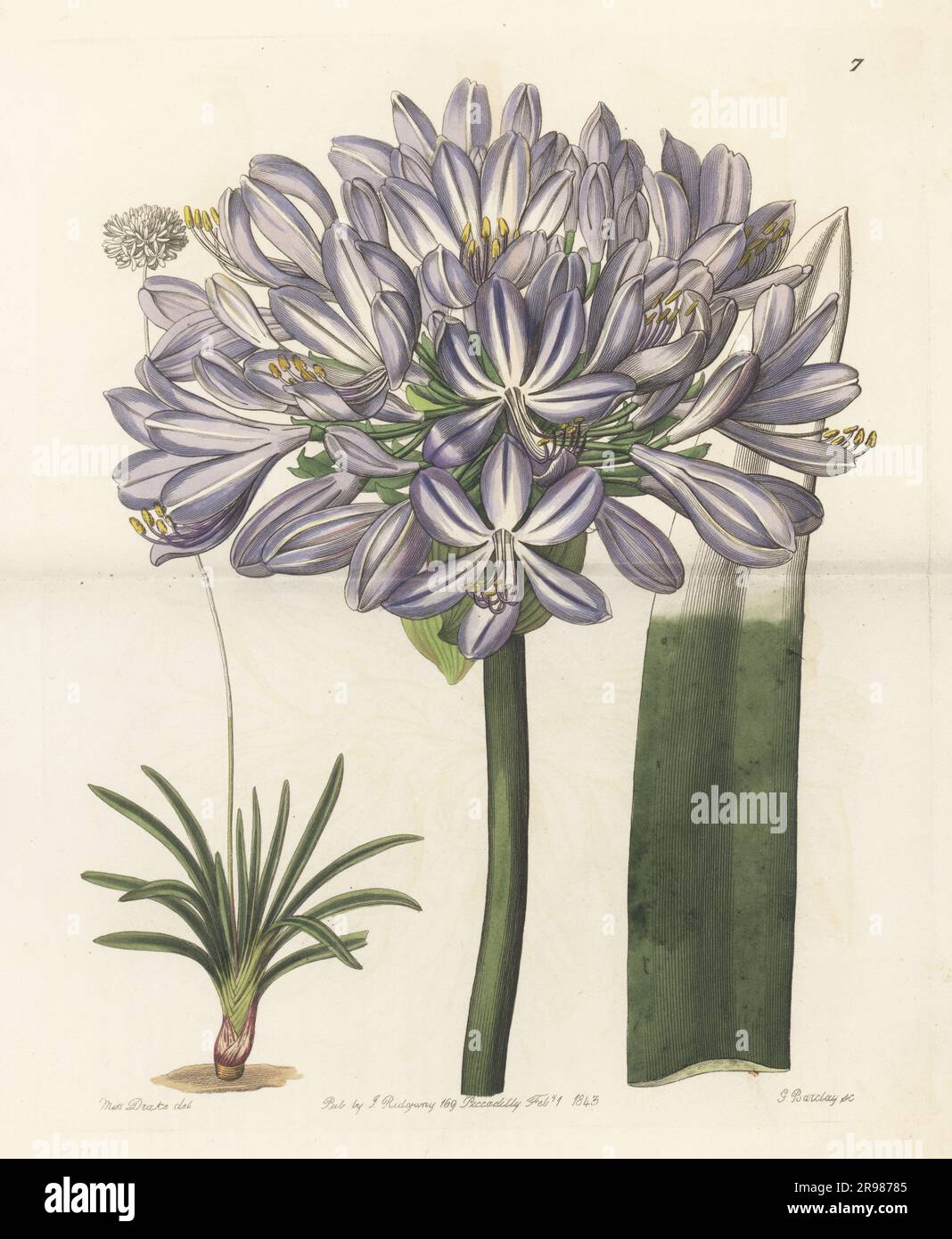 Agapanthus, blue lily or African lily, Agapanthus praecox subsp. orientalis. Native to Kwa-Zulu Natal and Western Cape, South Africa. Large-flowered African blue lily, Agapanthus umbellatus var. maximus. Handcoloured copperplate engraving by George Barclay after a botanical illustration by Sarah Drake from Edwards’ Botanical Register, continued by John Lindley, published by James Ridgway, London, 1843. Stock Photo