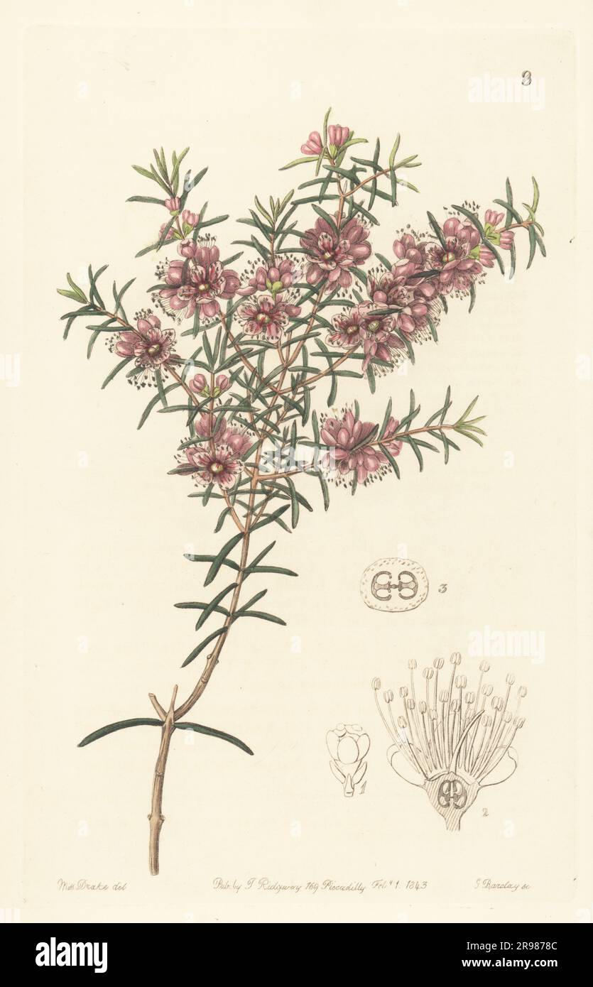 Swan River myrtle or larger peach myrtle, Hypocalymma robustum. Native to Western Australia. Handcoloured copperplate engraving by George Barclay after a botanical illustration by Sarah Drake from Edwards’ Botanical Register, continued by John Lindley, published by James Ridgway, London, 1843. Stock Photo