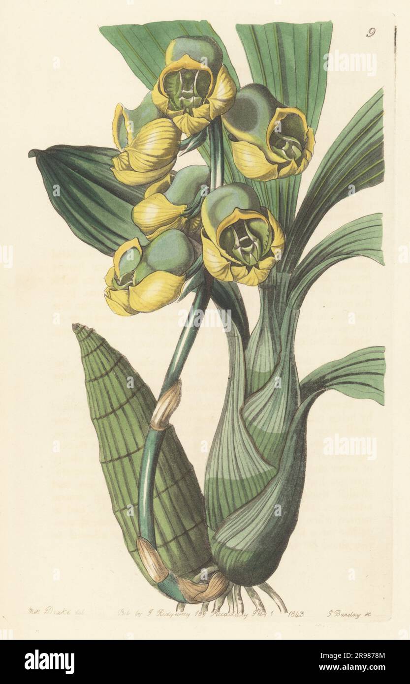 Flat-headed catasetum orchid, Catasetum planiceps. Native to South America, imported by nurseryman George Loddiges. Handcoloured copperplate engraving by George Barclay after a botanical illustration by Sarah Drake from Edwards’ Botanical Register, continued by John Lindley, published by James Ridgway, London, 1843. Stock Photo