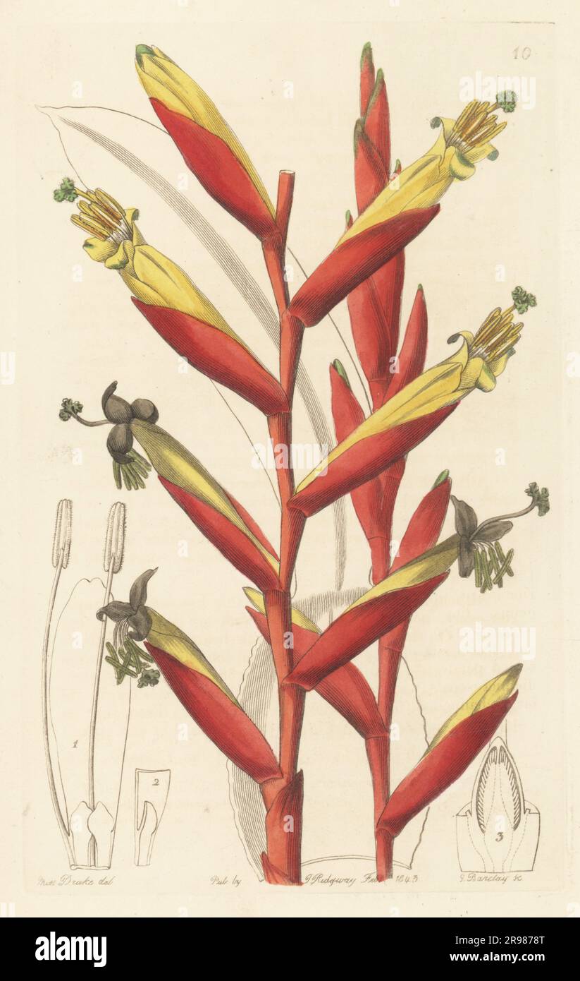 Vriesea psittacina. Parrot-flowered vriesia, Vriesia psittacina. Native to Brazil. Handcoloured copperplate engraving by George Barclay after a botanical illustration by Sarah Drake from Edwards’ Botanical Register, continued by John Lindley, published by James Ridgway, London, 1843. Stock Photo