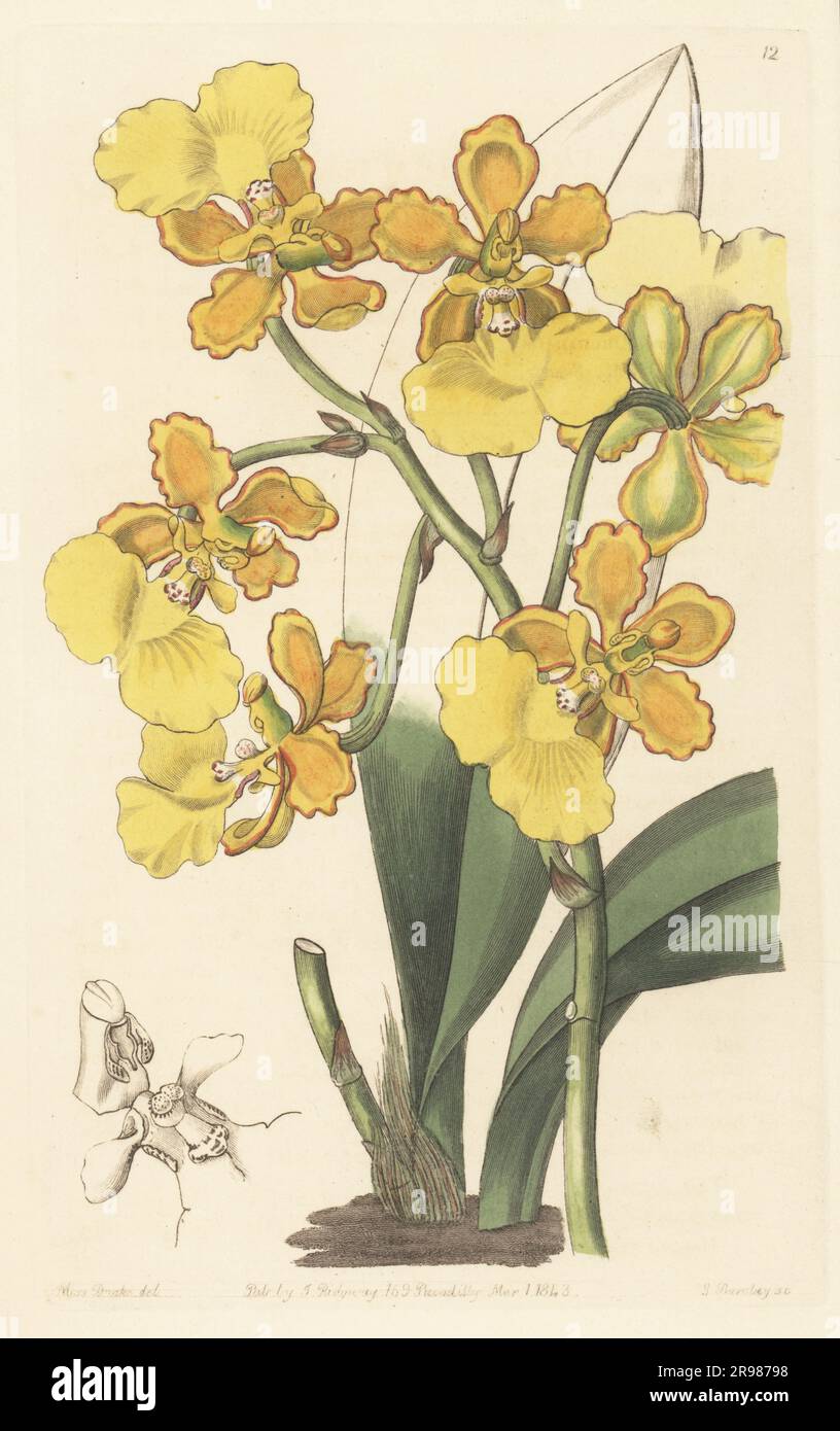 Trichocentrum bicallosum orchid. Two-warted oncidium, Oncidium bicallosum. Native to Mexico and Central America. Handcoloured copperplate engraving by George Barclay after a botanical illustration by Sarah Drake from Edwards’ Botanical Register, continued by John Lindley, published by James Ridgway, London, 1843. Stock Photo