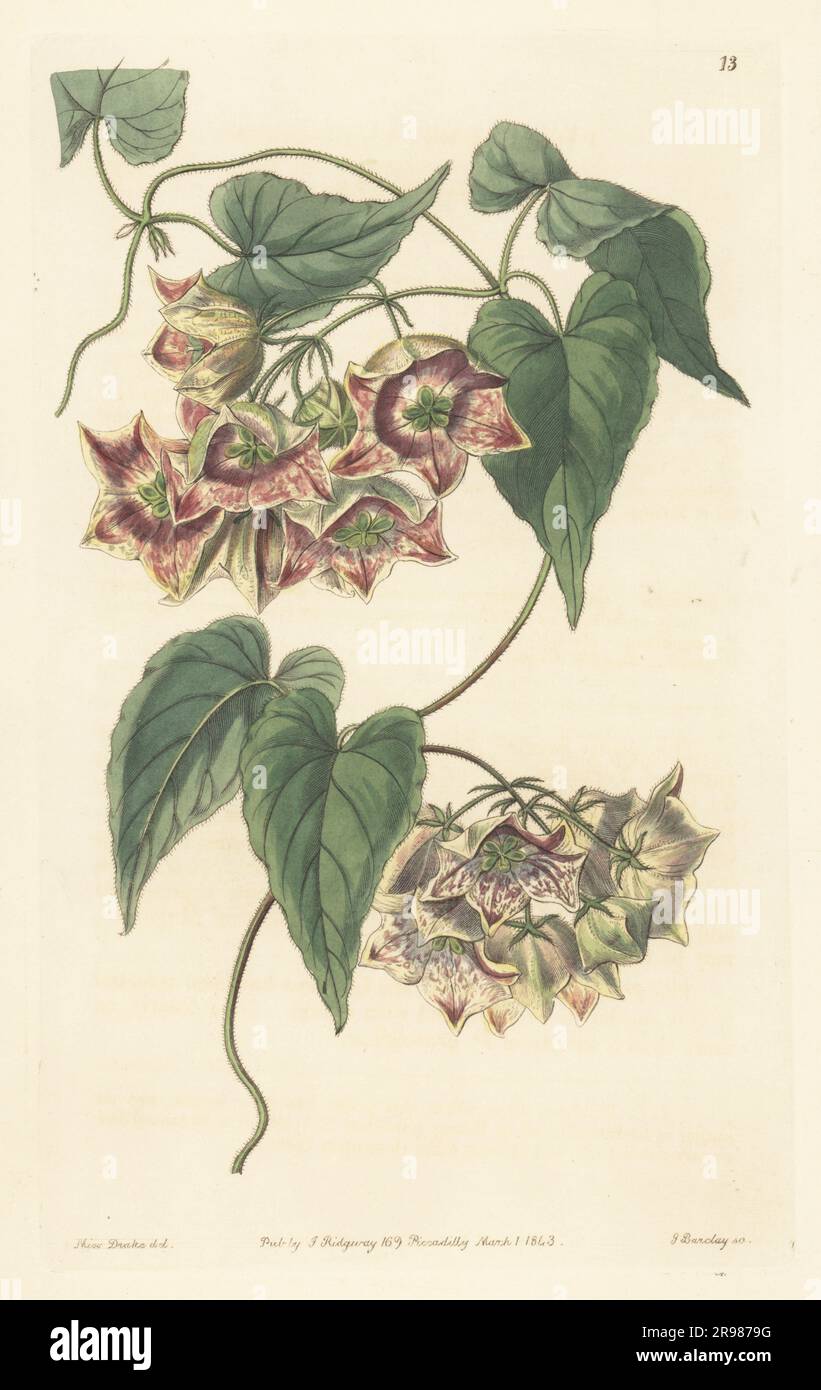 Philibertia gilliesii, native to South America. Sent from Buenos Ayres by James Tweedie to the Glasgow and Glasnevin Botanic Gardens. Large-flowered philibertia, Philibertia grandiflora. Handcoloured copperplate engraving by George Barclay after a botanical illustration by Sarah Drake from Edwards’ Botanical Register, continued by John Lindley, published by James Ridgway, London, 1843. Stock Photo
