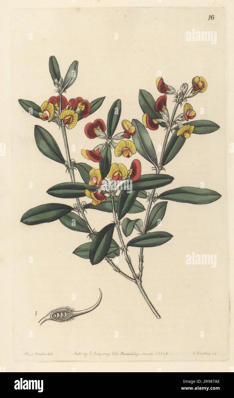 Gastrolobium capitatum. Native to the Swan River, western Australia. Headed oxylobium, Oxylobium capitatum. Handcoloured copperplate engraving by George Barclay after a botanical illustration by Sarah Drake from Edwards’ Botanical Register, continued by John Lindley, published by James Ridgway, London, 1843. Stock Photo