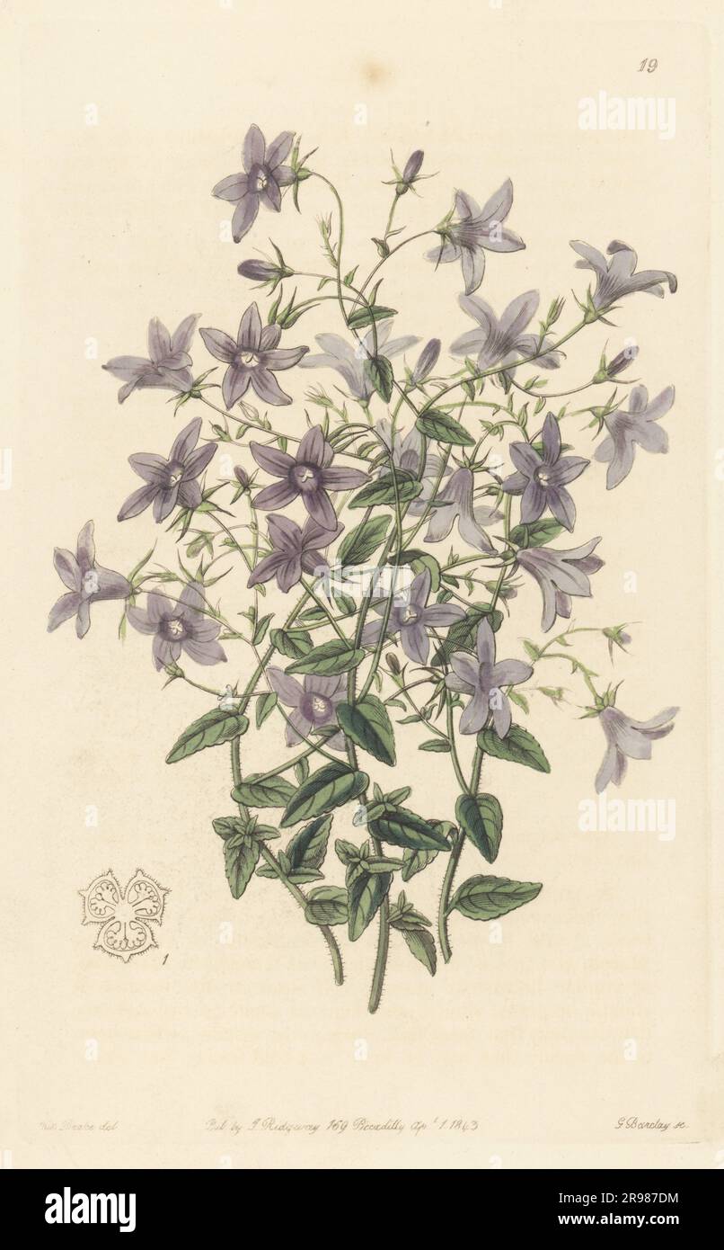 Lusitanian bellflower, Campanula lusitanica. Native to Portugal and Spain. As Loefling's bellflower, Campanula loeflingii. Handcoloured copperplate engraving by George Barclay after a botanical illustration by Sarah Drake from Edwards’ Botanical Register, continued by John Lindley, published by James Ridgway, London, 1843. Stock Photo