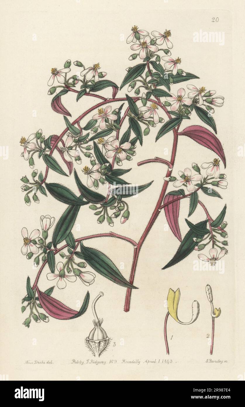Centradenia inaequilateralis. Native to Mexico and Central America. Rose-coloured centradenia, Centradenia rosea. Handcoloured copperplate engraving by George Barclay after a botanical illustration by Sarah Drake from Edwards’ Botanical Register, continued by John Lindley, published by James Ridgway, London, 1843. Stock Photo