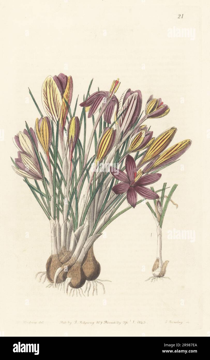 Crocus minimus, native to Corsica, Sardinia and Capraia. Corsican crocus, Crocus insularis. Handcoloured copperplate engraving by George Barclay after a botanical illustration by William Herbert from Edwards’ Botanical Register, continued by John Lindley, published by James Ridgway, London, 1843. Stock Photo