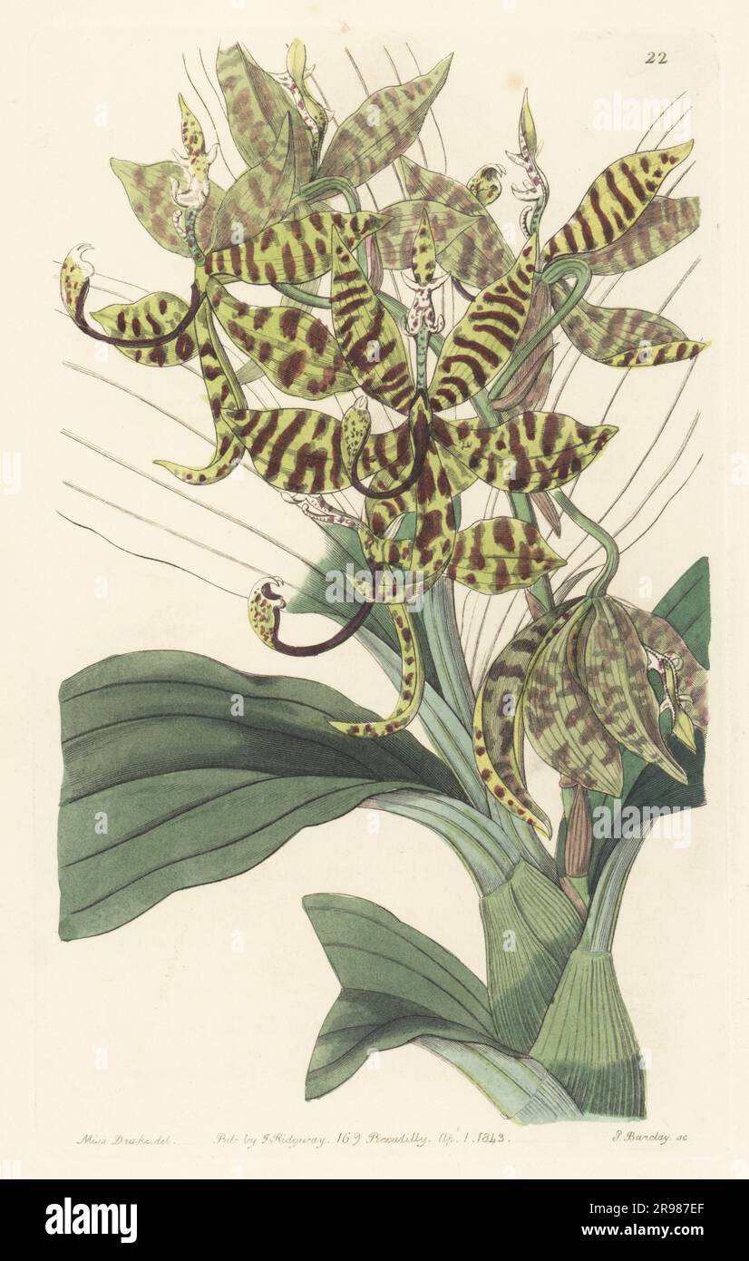 Five-fingered swan-neck, Cycnoches pentadactylon. Native to Peru and Brazil. Plant obtained by George Loddiges nursery. Handcoloured copperplate engraving by George Barclay after a botanical illustration by Sarah Drake from Edwards’ Botanical Register, continued by John Lindley, published by James Ridgway, London, 1843. Stock Photo