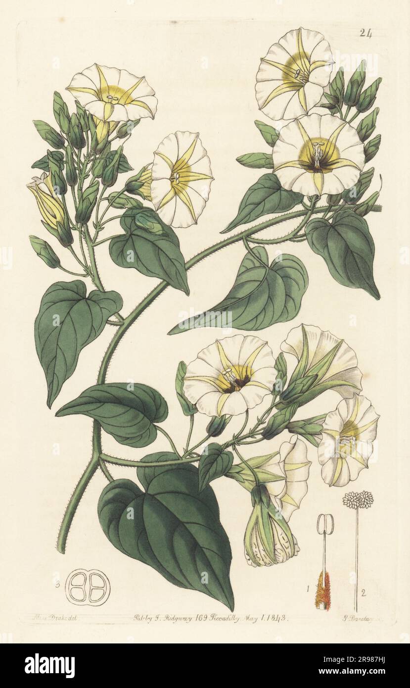 Hogvine, yellow merremia or yellow wood rose, Merremia umbellata or Camonea umbellata. Used in traditional Indian medicine and ayurveda. White-cluster ipomoea, Ipomoea cymosa. Handcoloured copperplate engraving by George Barclay after a botanical illustration by Sarah Drake from Edwards’ Botanical Register, continued by John Lindley, published by James Ridgway, London, 1843. Stock Photo