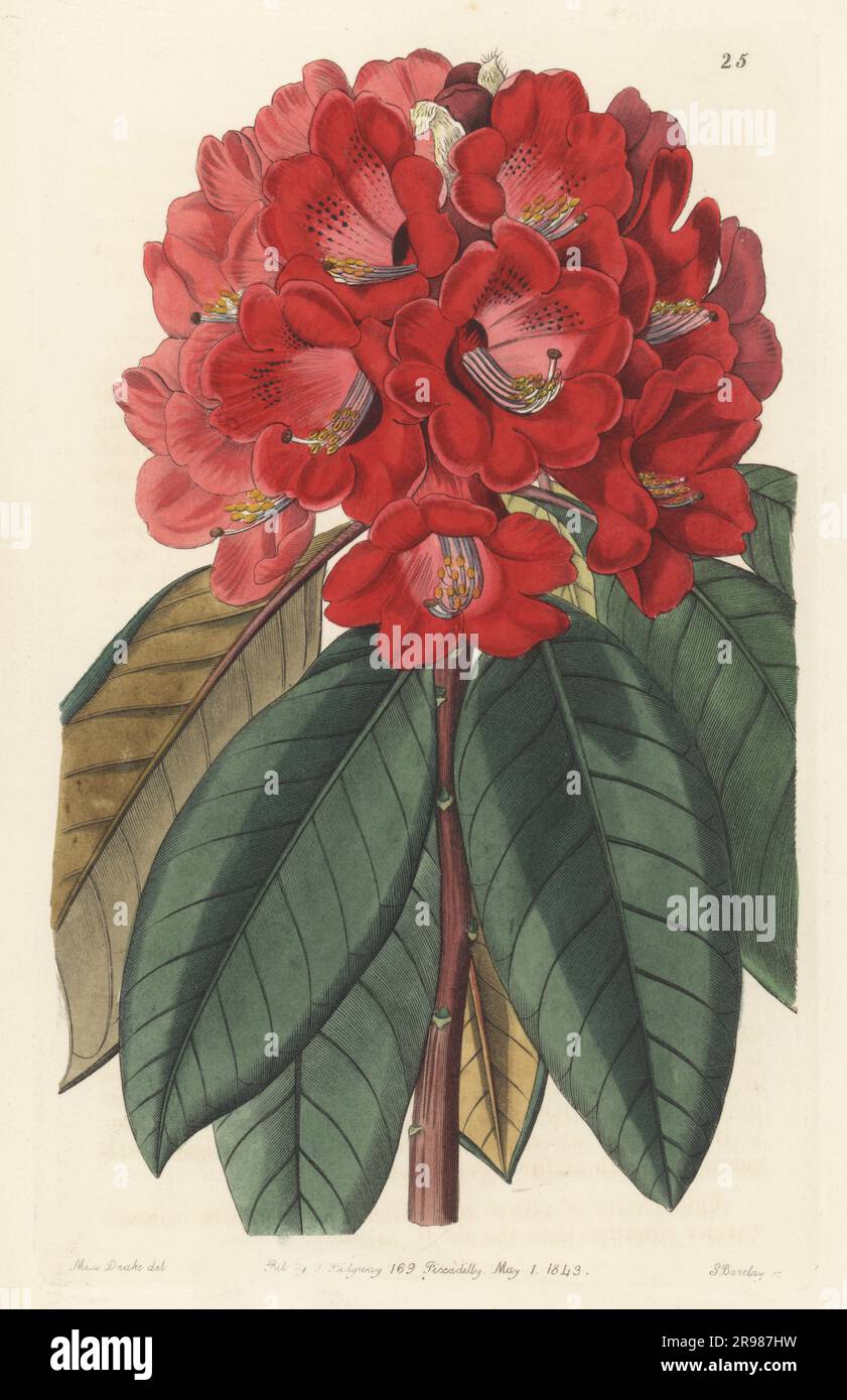 Rhododendron rollissonii. Variety of tree rhodondendron, Rhododendron arboreum, from Ceylon (Sri Lanka). Raised or hybridized by nurseryman William Rollisson of Tooting. Handcoloured copperplate engraving by George Barclay after a botanical illustration by Sarah Drake from Edwards’ Botanical Register, continued by John Lindley, published by James Ridgway, London, 1843. Stock Photo
