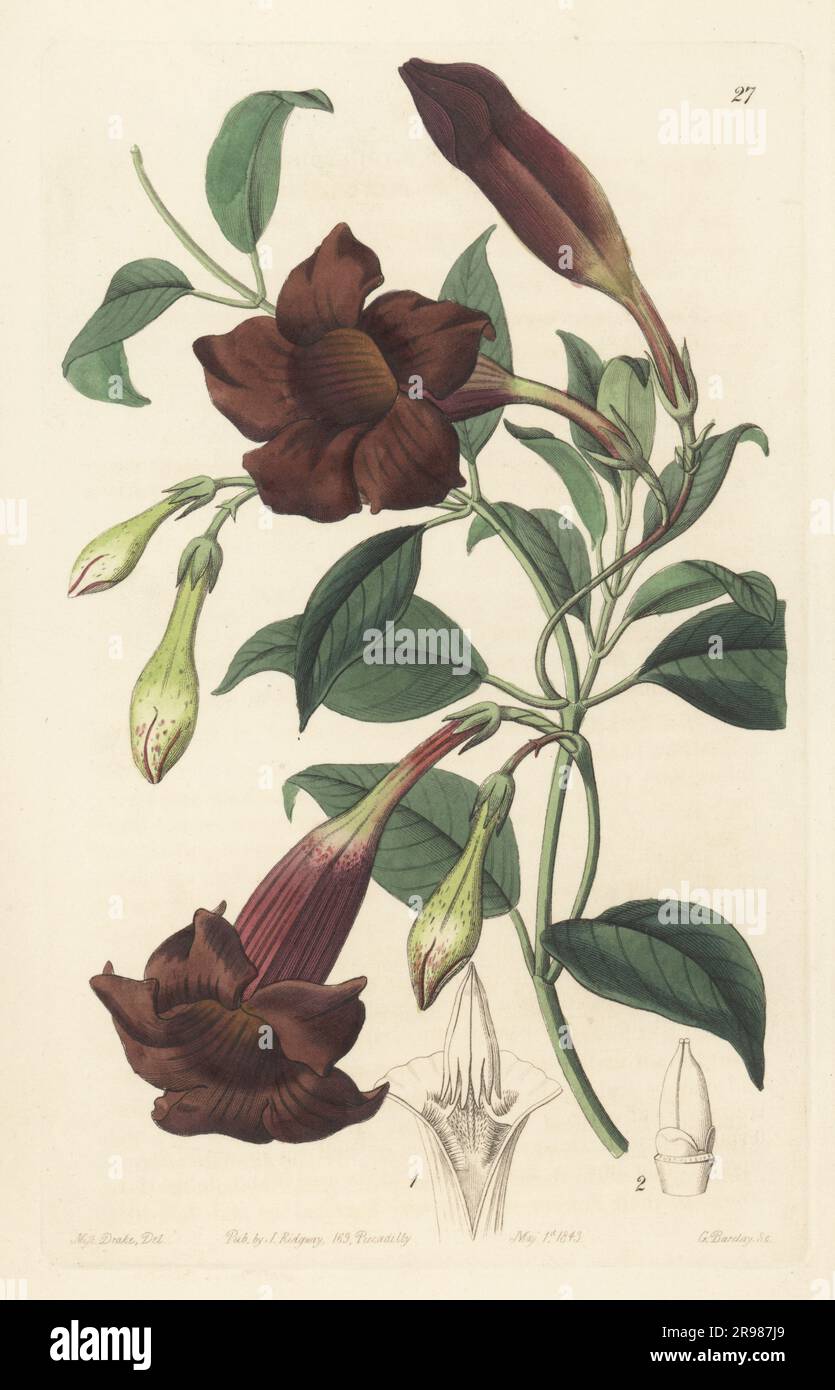 Dark-purple echites, Echites atropurpurea. Introduced from Brazil by nurseryman John Veitch of Exeter. Handcoloured copperplate engraving by George Barclay after a botanical illustration by Sarah Drake from Edwards’ Botanical Register, continued by John Lindley, published by James Ridgway, London, 1843. Stock Photo