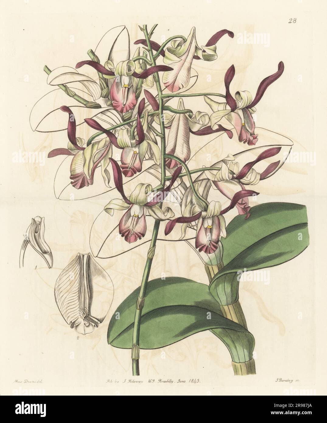 Bull orchid or bull-headed dendrobium, Dendrobium taurinum. Native to the Philippines and Indonesia. Sent to nurseryman George Loddiges by plant hunter Hugh Cuming from Manila. Handcoloured copperplate engraving by George Barclay after a botanical illustration by Sarah Drake from Edwards’ Botanical Register, continued by John Lindley, published by James Ridgway, London, 1843. Stock Photo