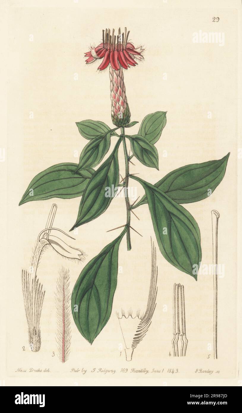 Clavelillo, chivo caspi, or espino santo, Barnadesia caryophylla. Native to South America. Rose-coloured barnadesia, Barnadesia rosea. Handcoloured copperplate engraving by George Barclay after a botanical illustration by Sarah Drake from Edwards’ Botanical Register, continued by John Lindley, published by James Ridgway, London, 1843. Stock Photo