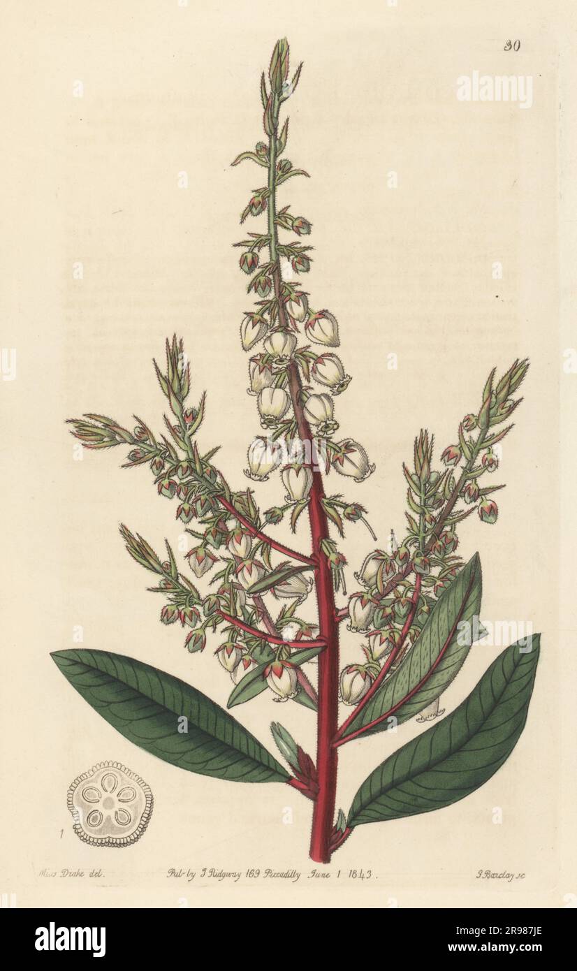 Arbutus-like gritberry, Comarostaphylis arbutoides. Native from Mexico to Guatemala, Nicaragua and Costa Rica. Sent from Quezaltenango to the Horticultural Society by Karl Theodor Hartweg. Handcoloured copperplate engraving by George Barclay after a botanical illustration by Sarah Drake from Edwards’ Botanical Register, continued by John Lindley, published by James Ridgway, London, 1843. Stock Photo