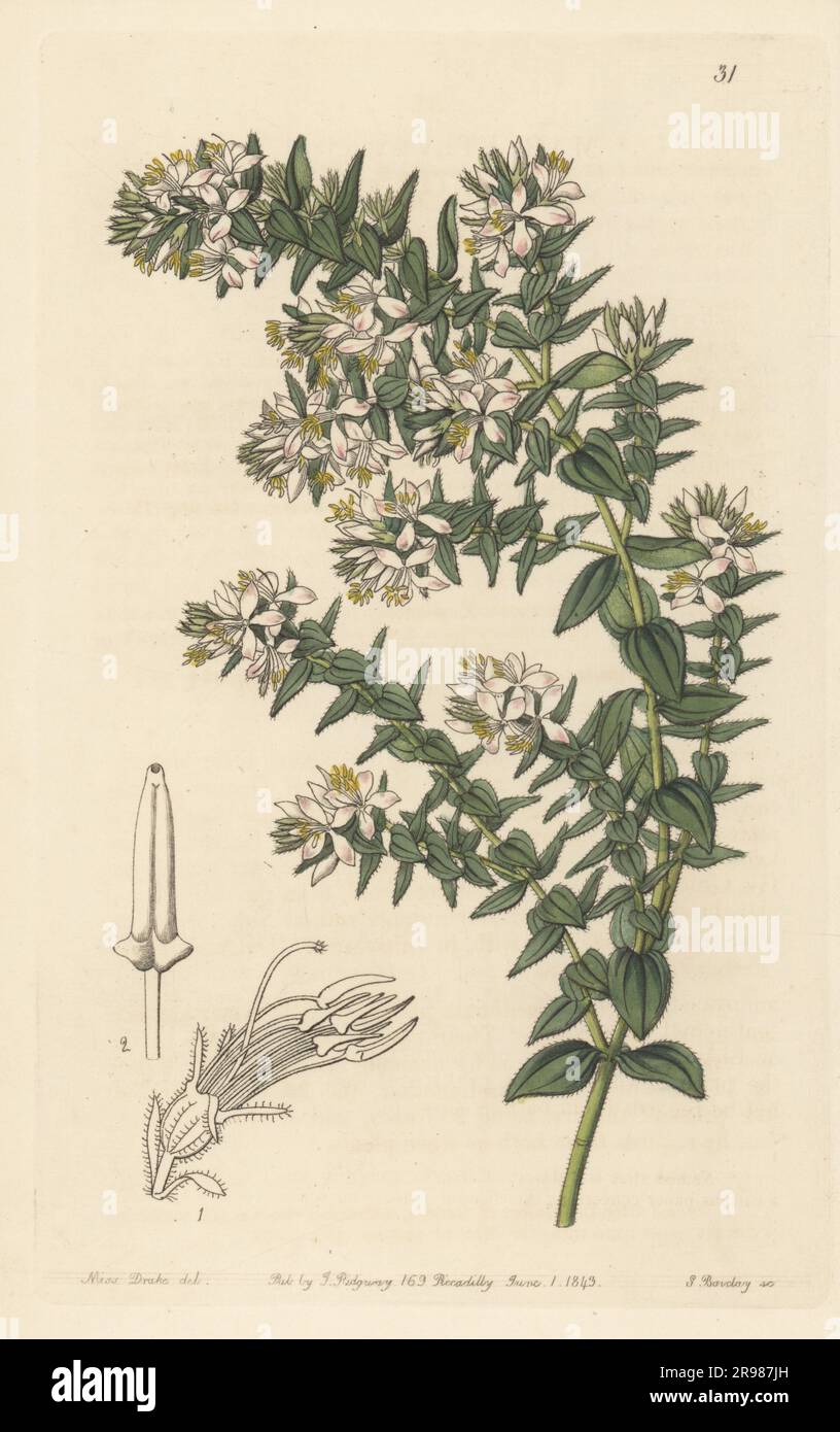 Marcetia taxifolia. Native to Brazil, Colombia, Guyana and Venezuela. Loose-barked marcetia, Marcetia excoriata. Handcoloured copperplate engraving by George Barclay after a botanical illustration by Sarah Drake from Edwards’ Botanical Register, continued by John Lindley, published by James Ridgway, London, 1843. Stock Photo