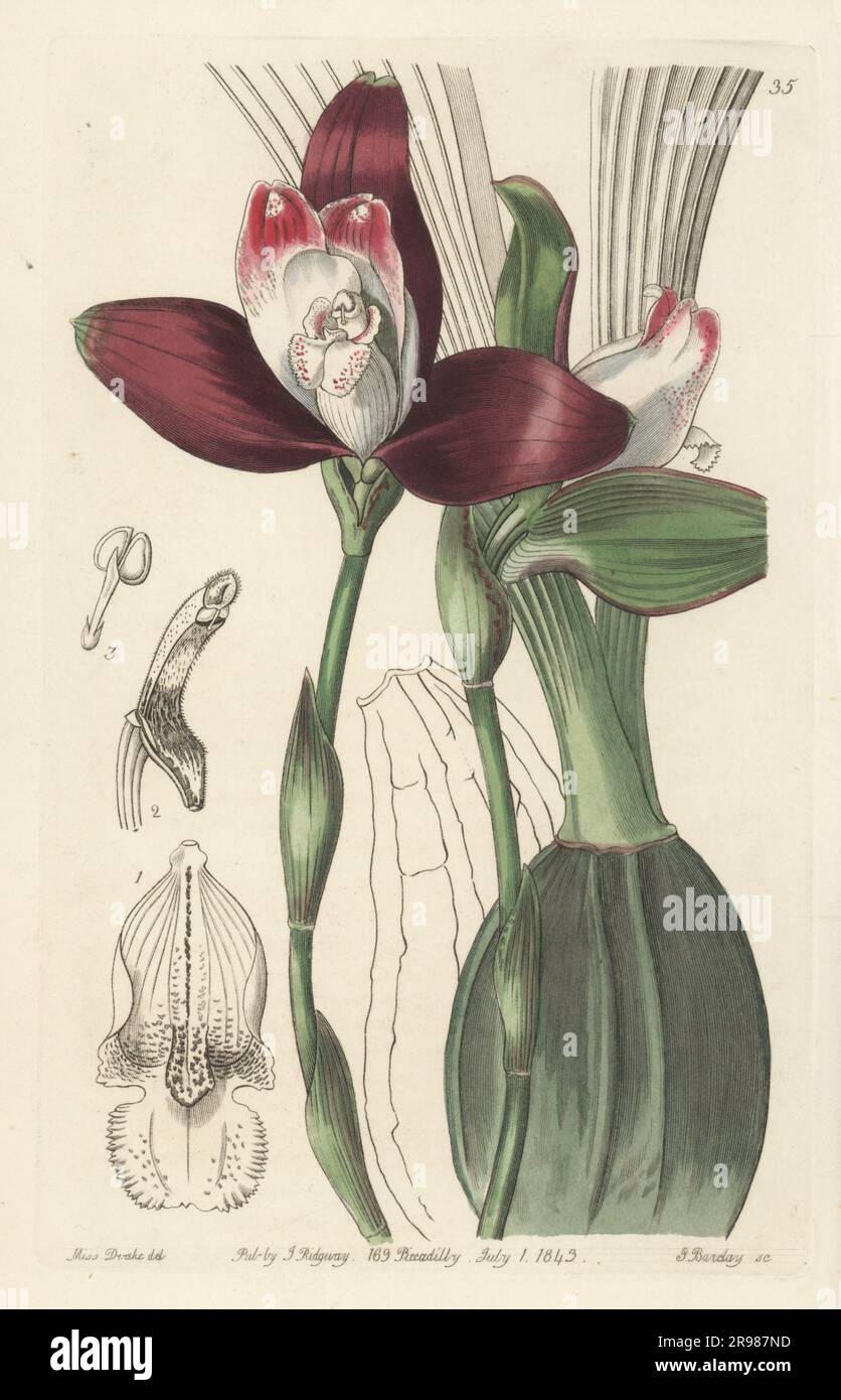 Lycaste macrophylla orchid. Native to central and south America, imported from Bolivia by nurseryman George Loddiges. Even-flowered lycaste, Lycaste plana. Handcoloured copperplate engraving by George Barclay after a botanical illustration by Sarah Drake from Edwards’ Botanical Register, continued by John Lindley, published by James Ridgway, London, 1843. Stock Photo
