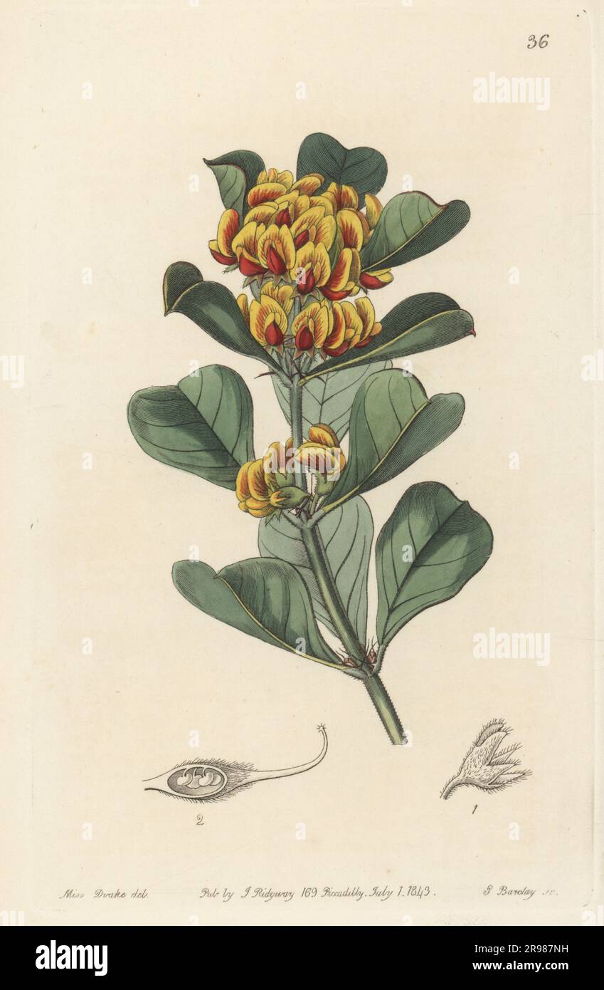 Gastrolobium dilatatum. Native to Western Australia, imported by Hugh Low's Clapham Nursery. Wedge-leaved oxylobium, Oxylobium obovatum. Handcoloured copperplate engraving by George Barclay after a botanical illustration by Sarah Drake from Edwards’ Botanical Register, continued by John Lindley, published by James Ridgway, London, 1843. Stock Photo
