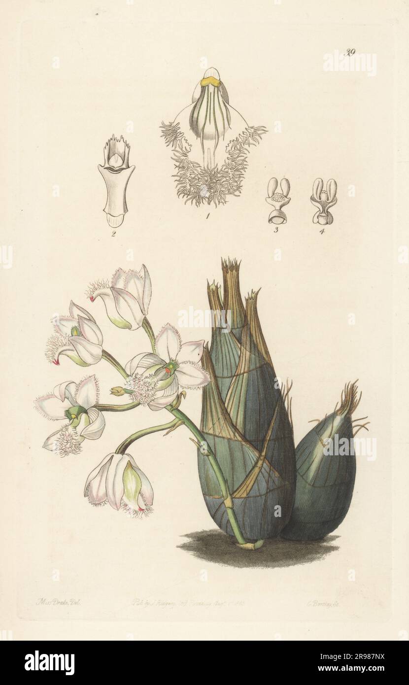 Pink-flowered clowesia orchid, Clowesia rosea. Native to Mexico, central and south America. Imported from Brazil and raised by Reverend John Clowes at Broughton Hall. Handcoloured copperplate engraving by George Barclay after a botanical illustration by Sarah Drake from Edwards’ Botanical Register, continued by John Lindley, published by James Ridgway, London, 1843. Stock Photo