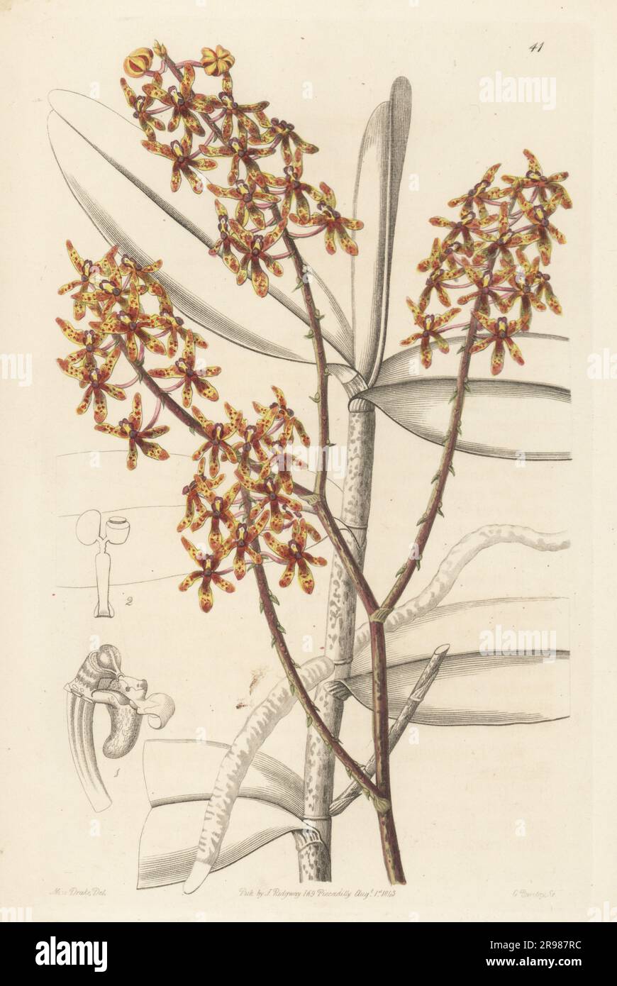 Early blooming renanthera or morning renanthera orchid, Renanthera matutina. Native to Indonesia and Malaysia. Sent by Hugh Cuming from Manila and flowered at Chatsworth. Handcoloured copperplate engraving by George Barclay after a botanical illustration by Sarah Drake from Edwards’ Botanical Register, continued by John Lindley, published by James Ridgway, London, 1843. Stock Photo