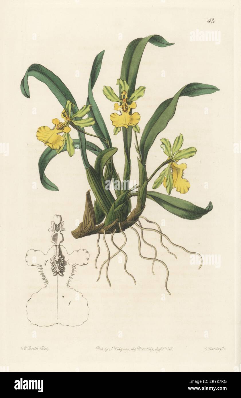 Gomesa uniflora orchid. Native to South America. Imported from Brazil by Sir Charles Lemon at Carclew. One-flowered oncidium, Oncidium uniflorum. Handcoloured copperplate engraving by George Barclay after a botanical illustration by William Beattie Booth from Edwards’ Botanical Register, continued by John Lindley, published by James Ridgway, London, 1843. Stock Photo