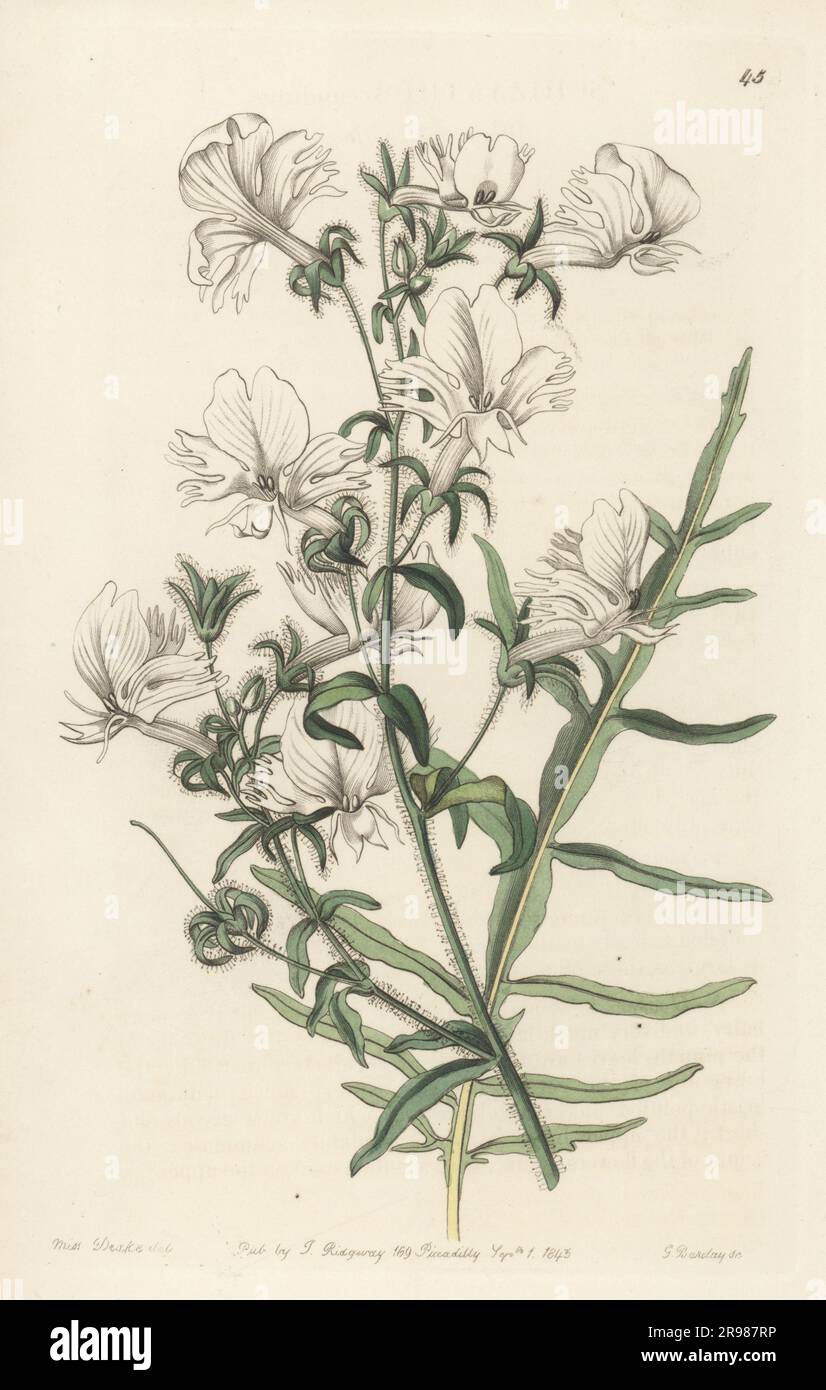 Butterfly flower, fringeflower, poor-man's-orchid, or white schizanthus, Schizanthus candidus. Native to Chile and Argentina, found wild by Mr Bridges near Coquimbo, Chile. Handcoloured copperplate engraving by George Barclay after a botanical illustration by Sarah Drake from Edwards’ Botanical Register, continued by John Lindley, published by James Ridgway, London, 1843. Stock Photo