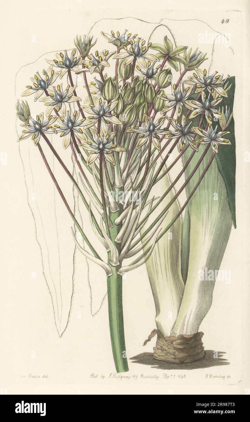 Portuguese squill, Scilla peruviana. Sent from Algiers to botanist William Herbert, Dean of Manchester. Dingy-flowered Peruvian squill, Scilla peruviana var. discolor. Handcoloured copperplate engraving by George Barclay after a botanical illustration by Sarah Drake from Edwards’ Botanical Register, continued by John Lindley, published by James Ridgway, London, 1843. Stock Photo