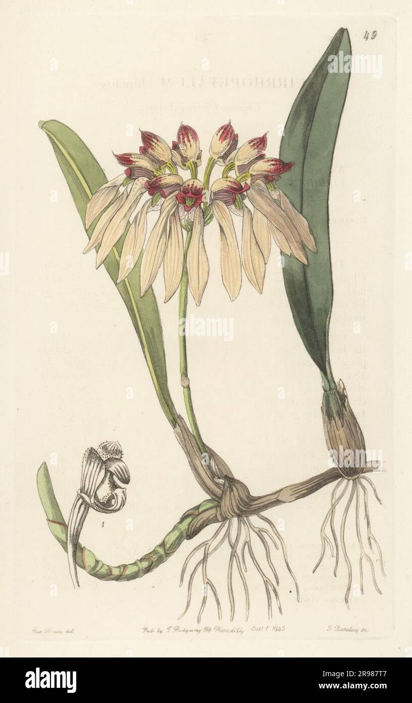 Bulbophyllum chinense orchid, a species of orchid with pale fawn flowers from China. Chinese cirrhopetalum, Cirrhopetalum chinense. Handcoloured copperplate engraving by George Barclay after a botanical illustration by Sarah Drake from Edwards’ Botanical Register, continued by John Lindley, published by James Ridgway, London, 1843. Stock Photo