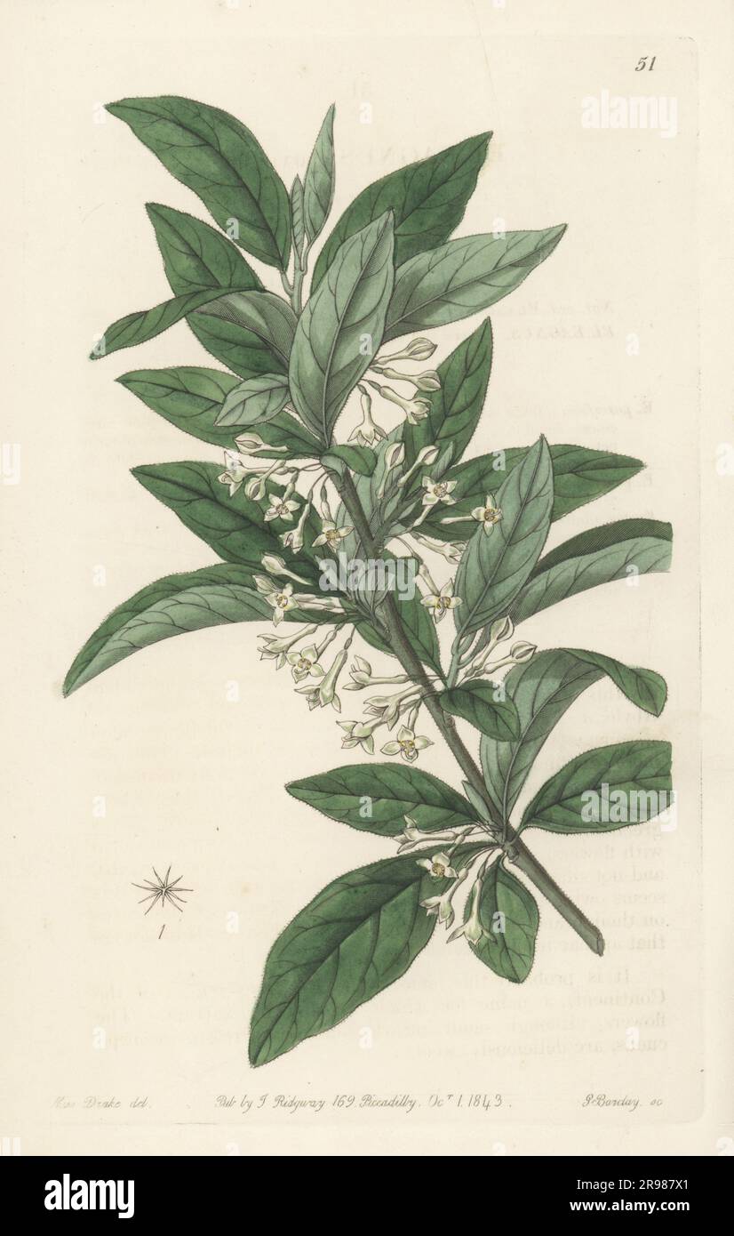 Small-leaved oleaster or silverberry, Elaeagnus parvifolia. Native to north India. Handcoloured copperplate engraving by George Barclay after a botanical illustration by Sarah Drake from Edwards’ Botanical Register, continued by John Lindley, published by James Ridgway, London, 1843. Stock Photo