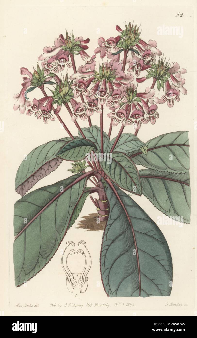 Tetranema roseum. Native to Mexico and Central America. Mexican tetranema, Tetranema mexicanum. From a plant flowering in Mr Mountjoy's nursery, Ealing. Handcoloured copperplate engraving by George Barclay after a botanical illustration by Sarah Drake from Edwards’ Botanical Register, continued by John Lindley, published by James Ridgway, London, 1843. Stock Photo