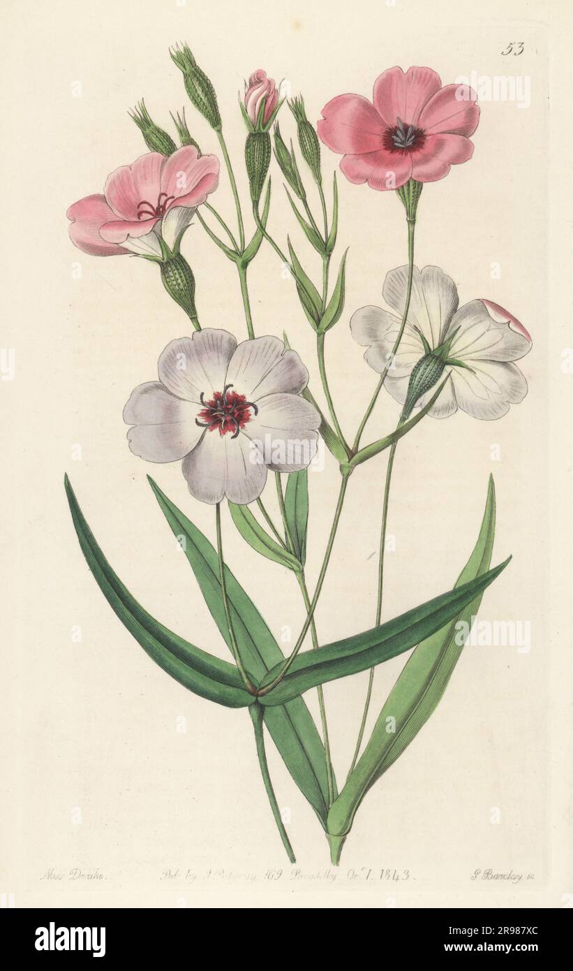 Rose of heaven, Eudianthe coeli-rosa. Garthered by plant hunter Giles Munby in hills north of Algiers. Dark-eyed viscaria, Viscaria oculata, Viscaria coeli-rosa, Agrostemma coeli-rosa. Handcoloured copperplate engraving by George Barclay after a botanical illustration by Sarah Drake from Edwards’ Botanical Register, continued by John Lindley, published by James Ridgway, London, 1843. Stock Photo