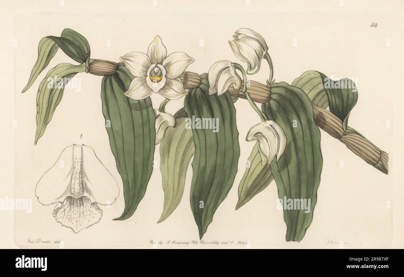 Watery dendrobium, Dendrobium aqueum. Native to the south of India. From a plant that flowered at George Loddiges' nursery, imported from Bombay. Handcoloured copperplate engraving by George Barclay after a botanical illustration by Sarah Drake from Edwards’ Botanical Register, continued by John Lindley, published by James Ridgway, London, 1843. Stock Photo
