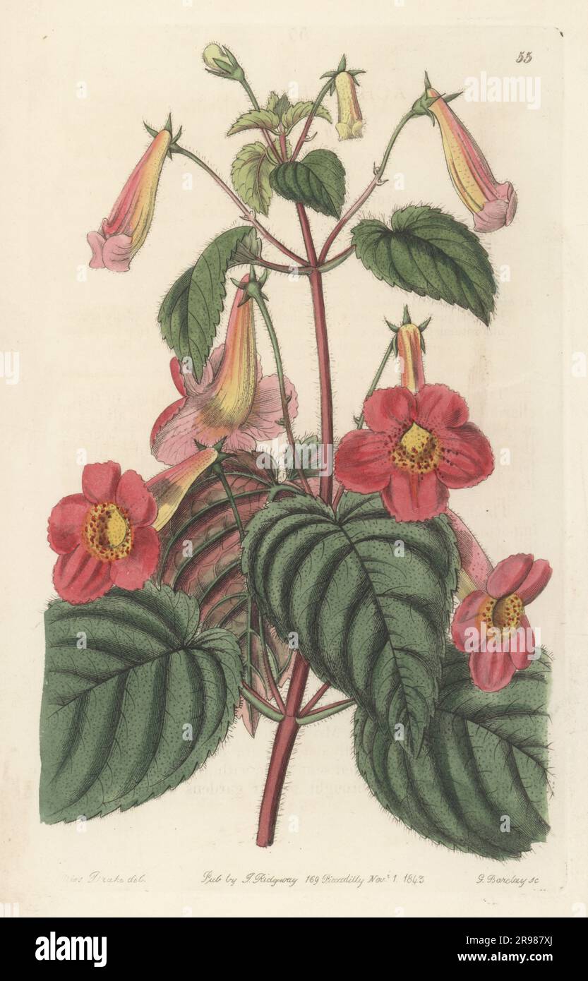 Magic flowers, widow's tears, Cupid's bower, or hot water plant, Achimenes skinneri. Imported from Guatemala, and raised by Mr Henderson of the Pine Apple Place Nursery. Native to Mexico and Central America. Hairy achimenes, Achimenes hirsuta. Handcoloured copperplate engraving by George Barclay after a botanical illustration by Sarah Drake from Edwards’ Botanical Register, continued by John Lindley, published by James Ridgway, London, 1843. Stock Photo