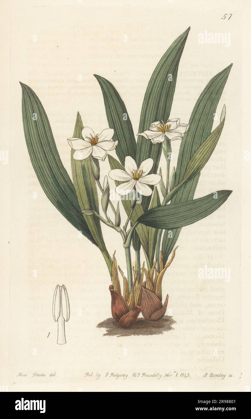 Lagrimas de la virgen, tears of the virgin, Eleutherine bulbosa. Native to southern Mexico and south America. Anomalous eleutherine, Eleutherine anomala. Handcoloured copperplate engraving by George Barclay after a botanical illustration by Sarah Drake from Edwards’ Botanical Register, continued by John Lindley, published by James Ridgway, London, 1843. Stock Photo