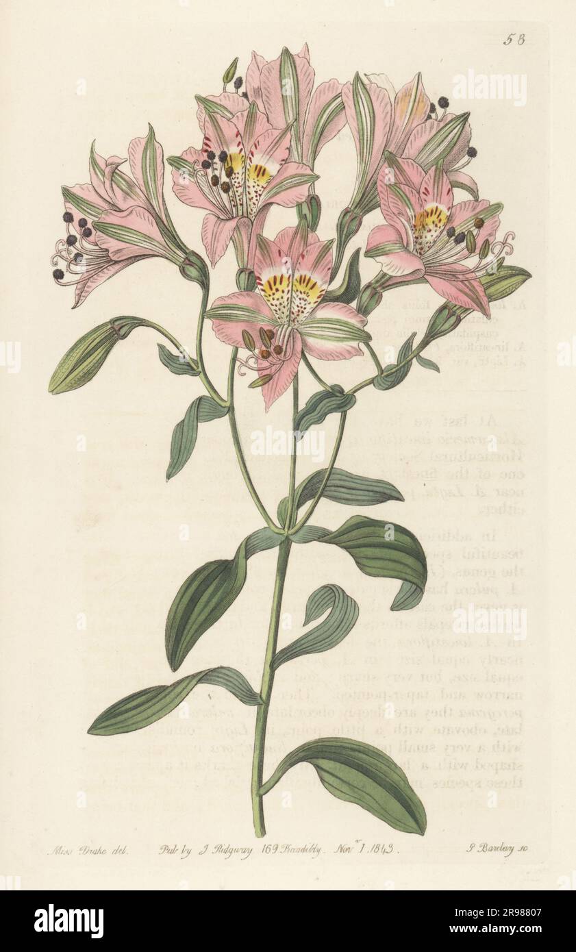 Peruvian lily or lily of the Incas, Alstroemeria chorillensis. Native to South America, supplied to the Horticultural Society by John Maclean of Lima, Peru. Lined alstroemeria, Alstroemeria lineatiflora. Handcoloured copperplate engraving by George Barclay after a botanical illustration by Sarah Drake from Edwards’ Botanical Register, continued by John Lindley, published by James Ridgway, London, 1843. Stock Photo