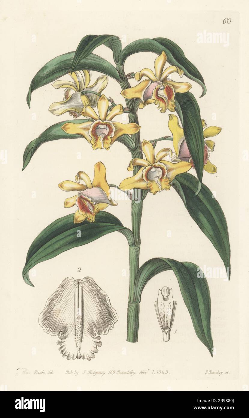 Mr Rucker's dendrobium, Dendrobium ruckeri. Raised by Sigismund Rucker, Jr. Native to the Eastern Himalayas. Believed to have been sent by plant hunter Hugh Cuming from the Philippines. Handcoloured copperplate engraving by George Barclay after a botanical illustration by Sarah Drake from Edwards’ Botanical Register, continued by John Lindley, published by James Ridgway, London, 1843. Stock Photo