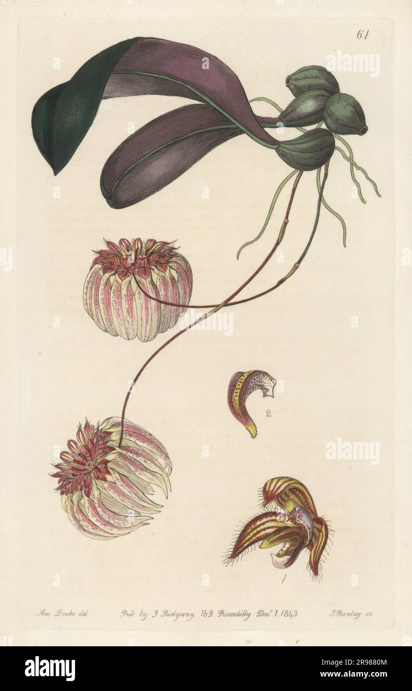 Bulbophyllum auratum orchid. A native of Manila, imported by George Loddiges. Gold-edged cirrhopetalum, Cirrhopetalum auratum. Handcoloured copperplate engraving by George Barclay after a botanical illustration by Sarah Drake from Edwards’ Botanical Register, continued by John Lindley, published by James Ridgway, London, 1843. Stock Photo