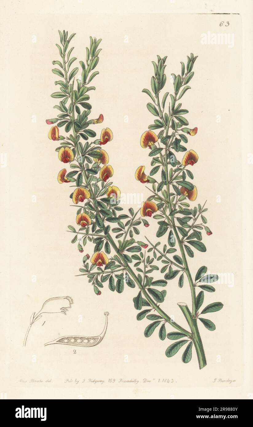 Bossiaea rufa. Native to Western Australia. Raised by nurseryman Hugh Low of Clapton. Few-leaved bossiaea, Bossiaea paucifolia. Handcoloured copperplate engraving by George Barclay after a botanical illustration by Sarah Drake from Edwards’ Botanical Register, continued by John Lindley, published by James Ridgway, London, 1843. Stock Photo