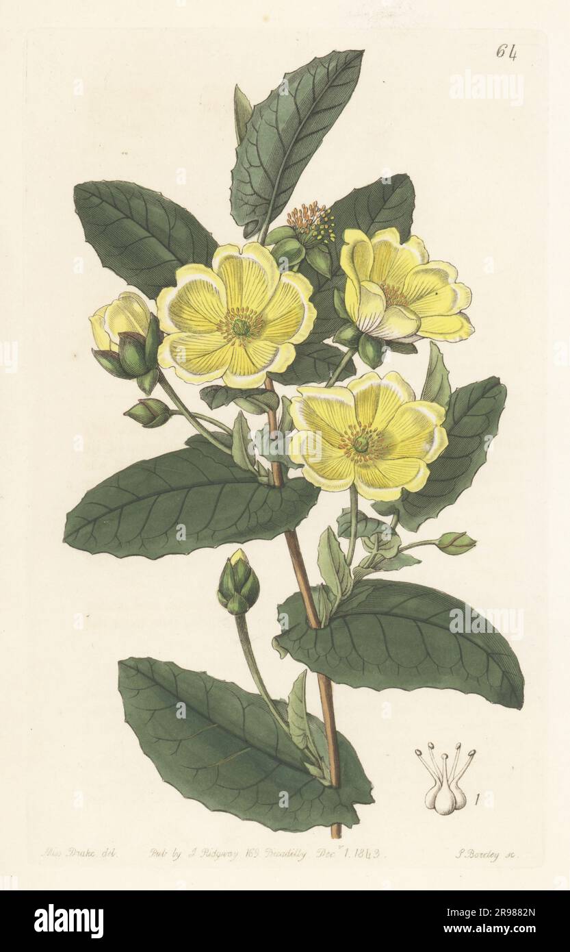 Thorough-wax hibbertia, Hibbertia perfoliata. Native to the Swan River, Western Australia. Handcoloured copperplate engraving by George Barclay after a botanical illustration by Sarah Drake from Edwards’ Botanical Register, continued by John Lindley, published by James Ridgway, London, 1843. Stock Photo