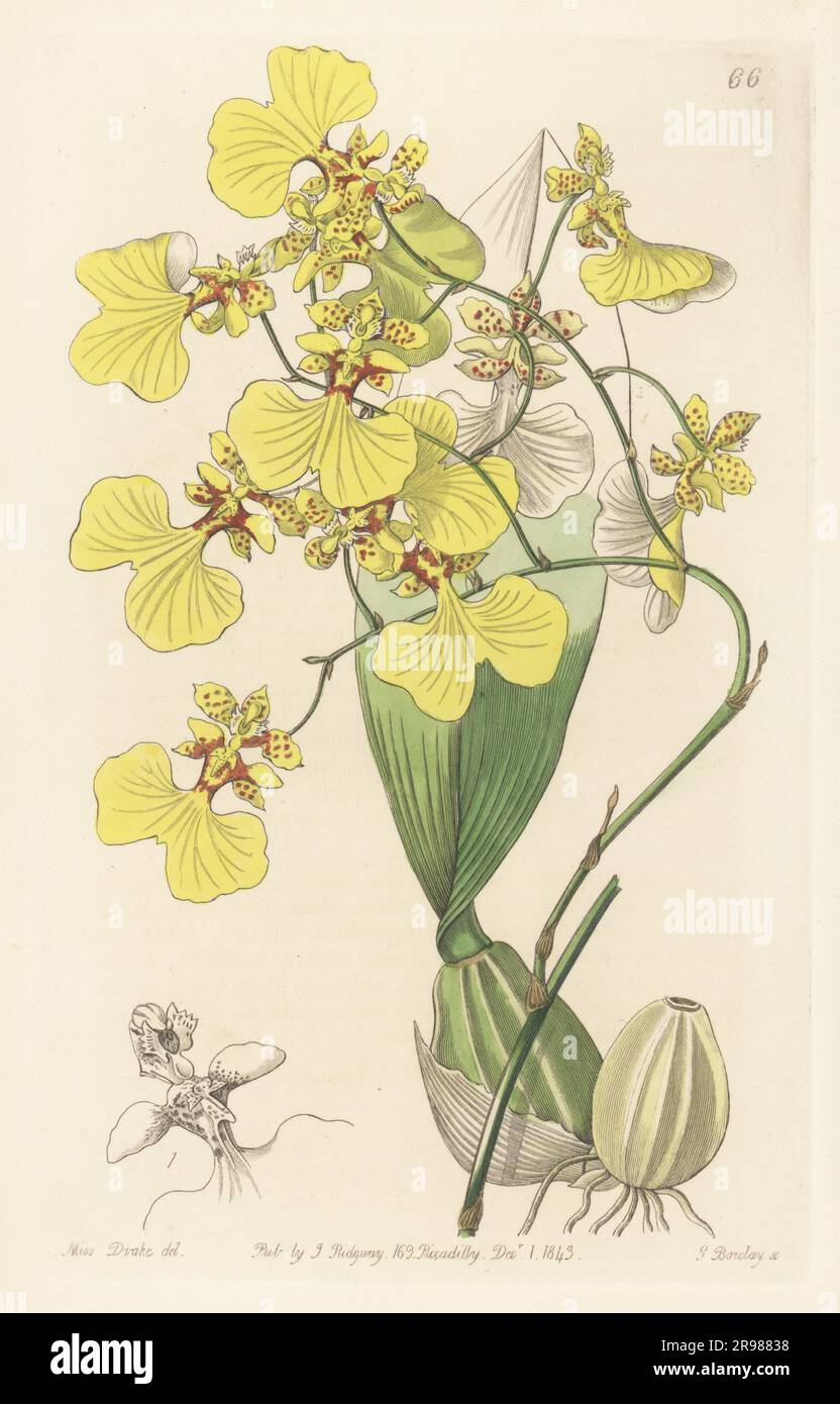 Gomesa bicolor orchid. Native to the Spanish Main (Caribbean region), imported by nurseryman George Loddiges. Two-coloured oncidium, Oncidium bicolor. Handcoloured copperplate engraving by George Barclay after a botanical illustration by Sarah Drake from Edwards’ Botanical Register, continued by John Lindley, published by James Ridgway, London, 1843. Stock Photo
