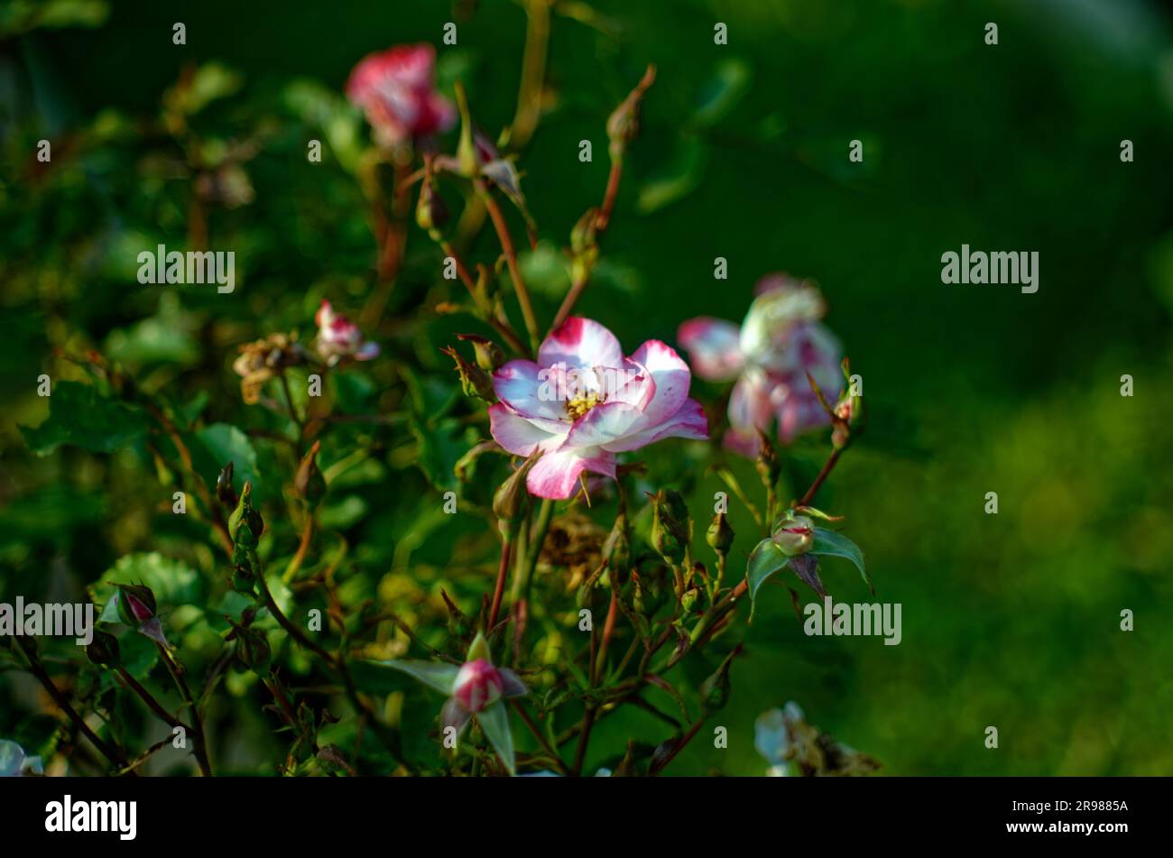 Tea rose flowers in the garden, in summer Stock Photo