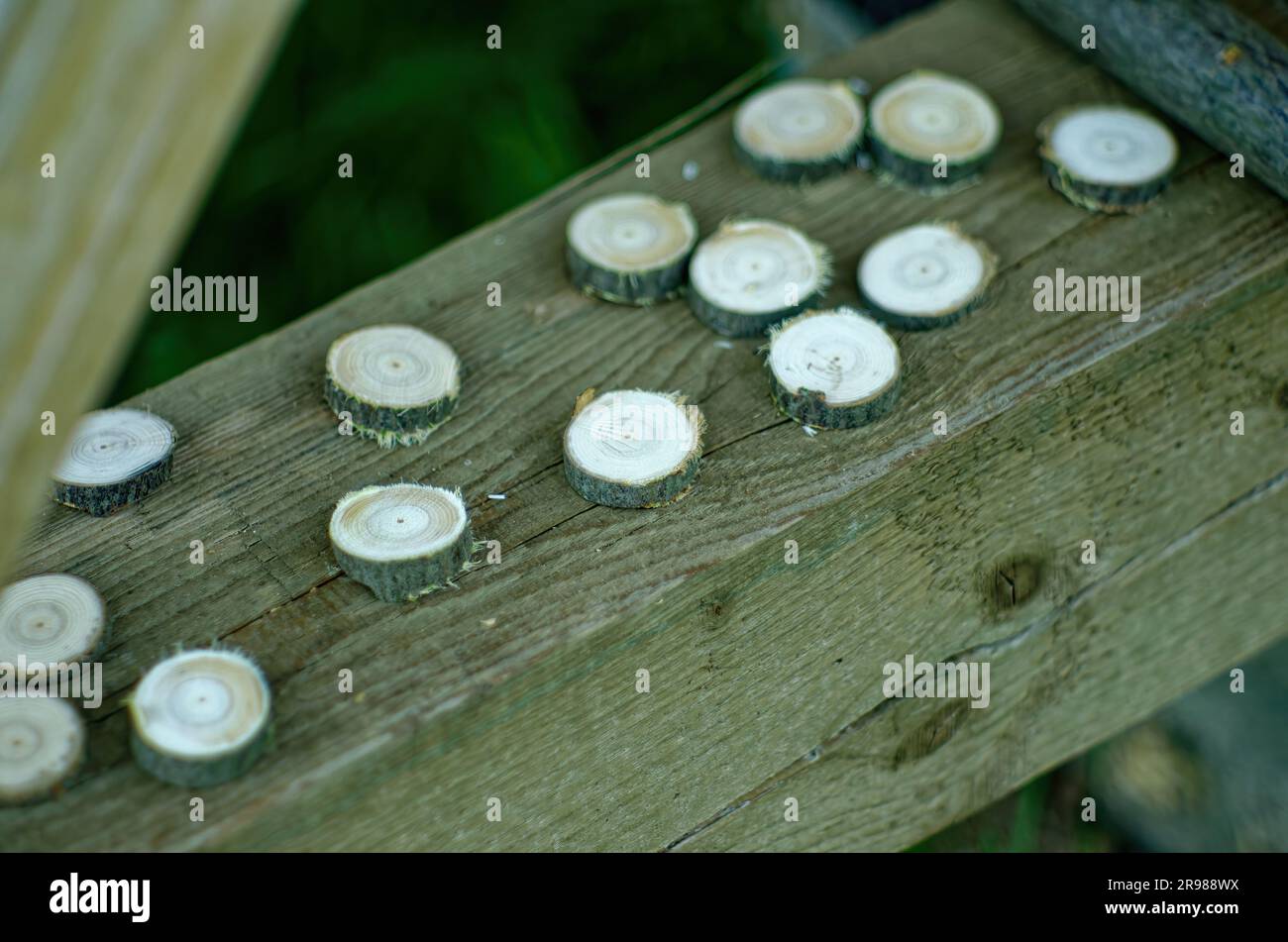 Tree carving preparation hi-res stock photography and images - Alamy